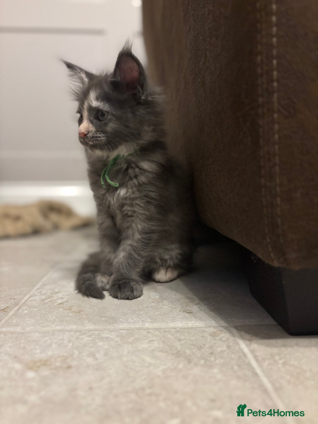 Maine Coon cats for sale: TICA Maine Coon Kittens - Advert 18