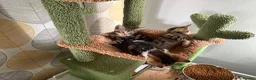Mixed Breed cats for sale: Stunning bengal cross kittens - Advert 13