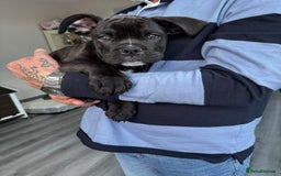 Mixed Breed dogs for sale: cano corso cross british bulldog  - Image 1