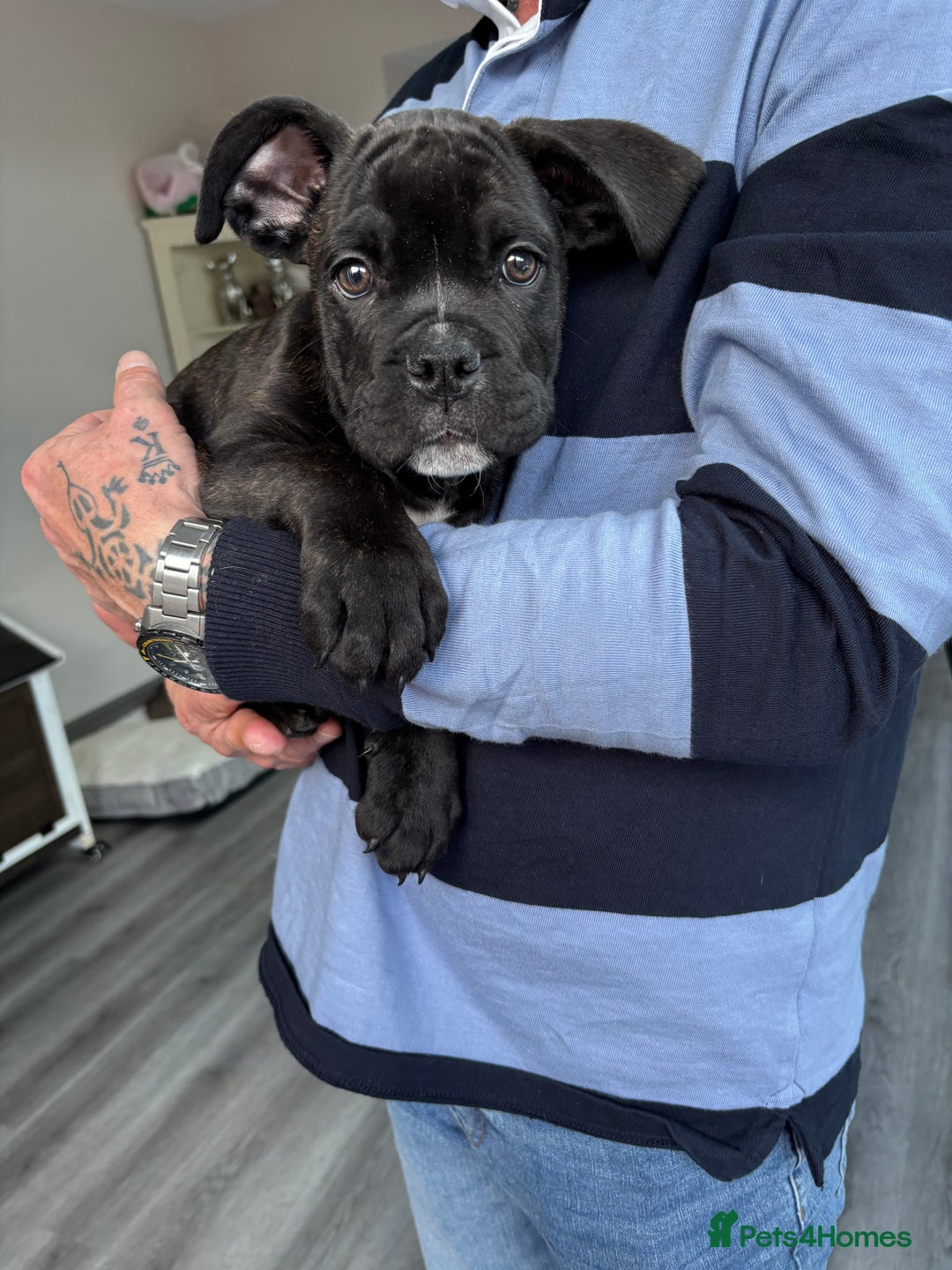 Mixed Breed dogs for sale: cano corso cross british bulldog  - Image 1