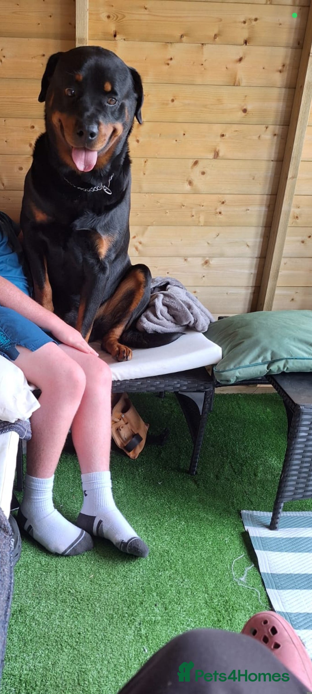 Rottweiler dogs for sale: Big beautiful Rottweiler puppies KC - Image 4
