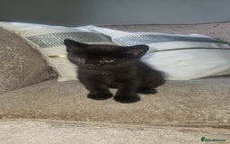 Mixed Breed cats for sale: Male and female kitten for sale  - Image 2