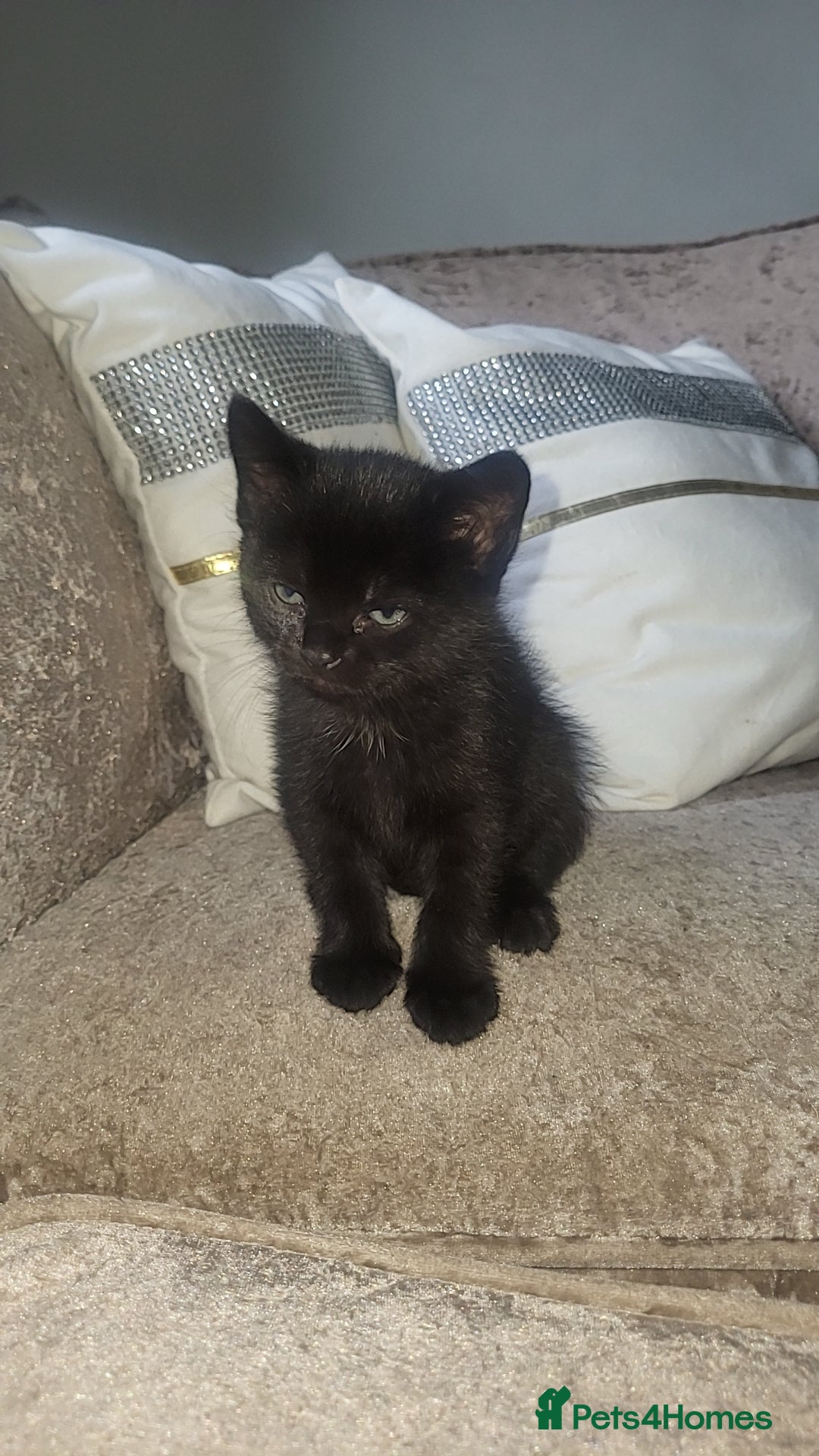 Mixed Breed cats for sale: Male and female kitten for sale  - Image 2