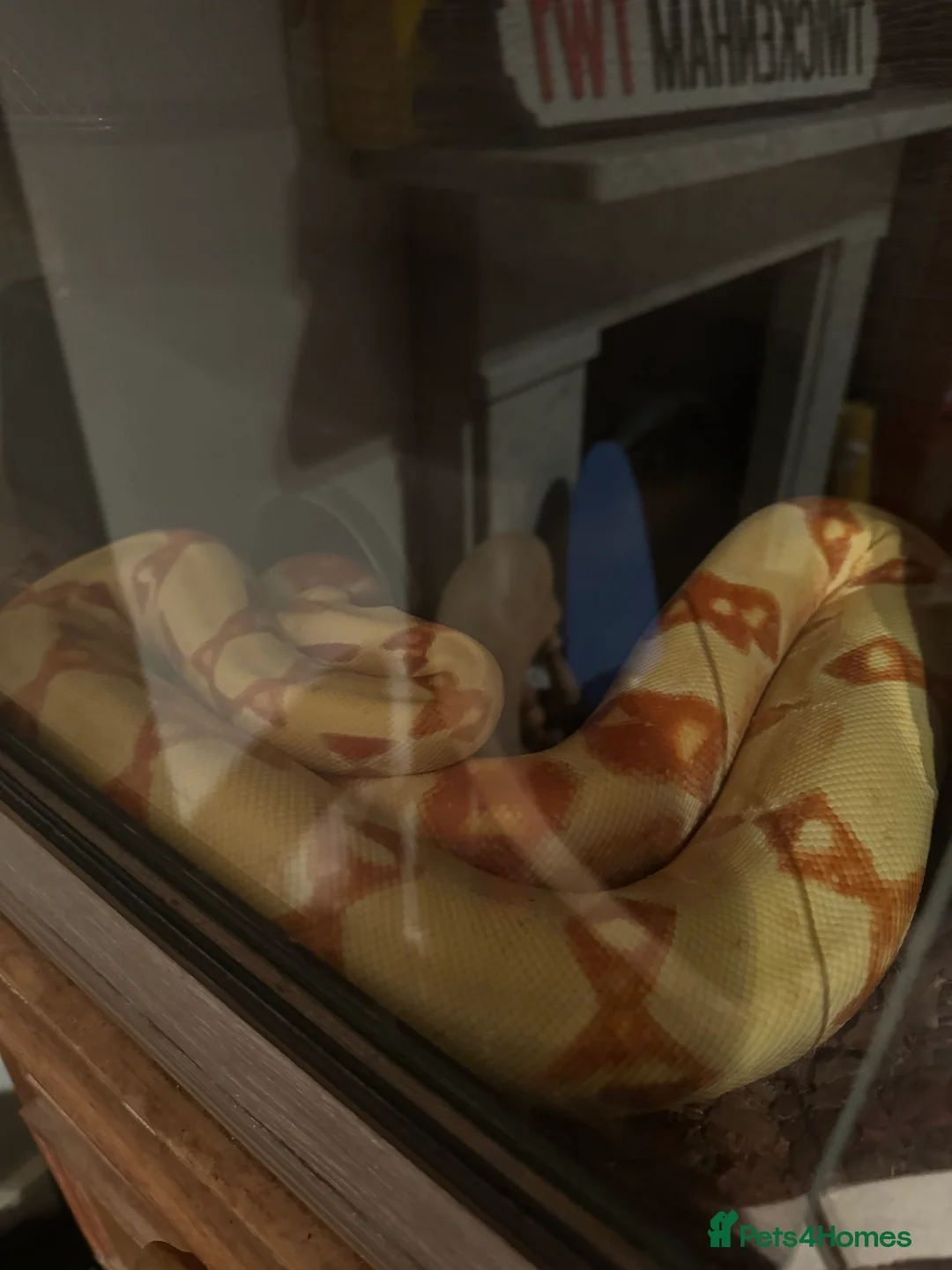 Boa Snake reptiles for sale: Male Lipstick Kahl Albino Boa  - Advert 2
