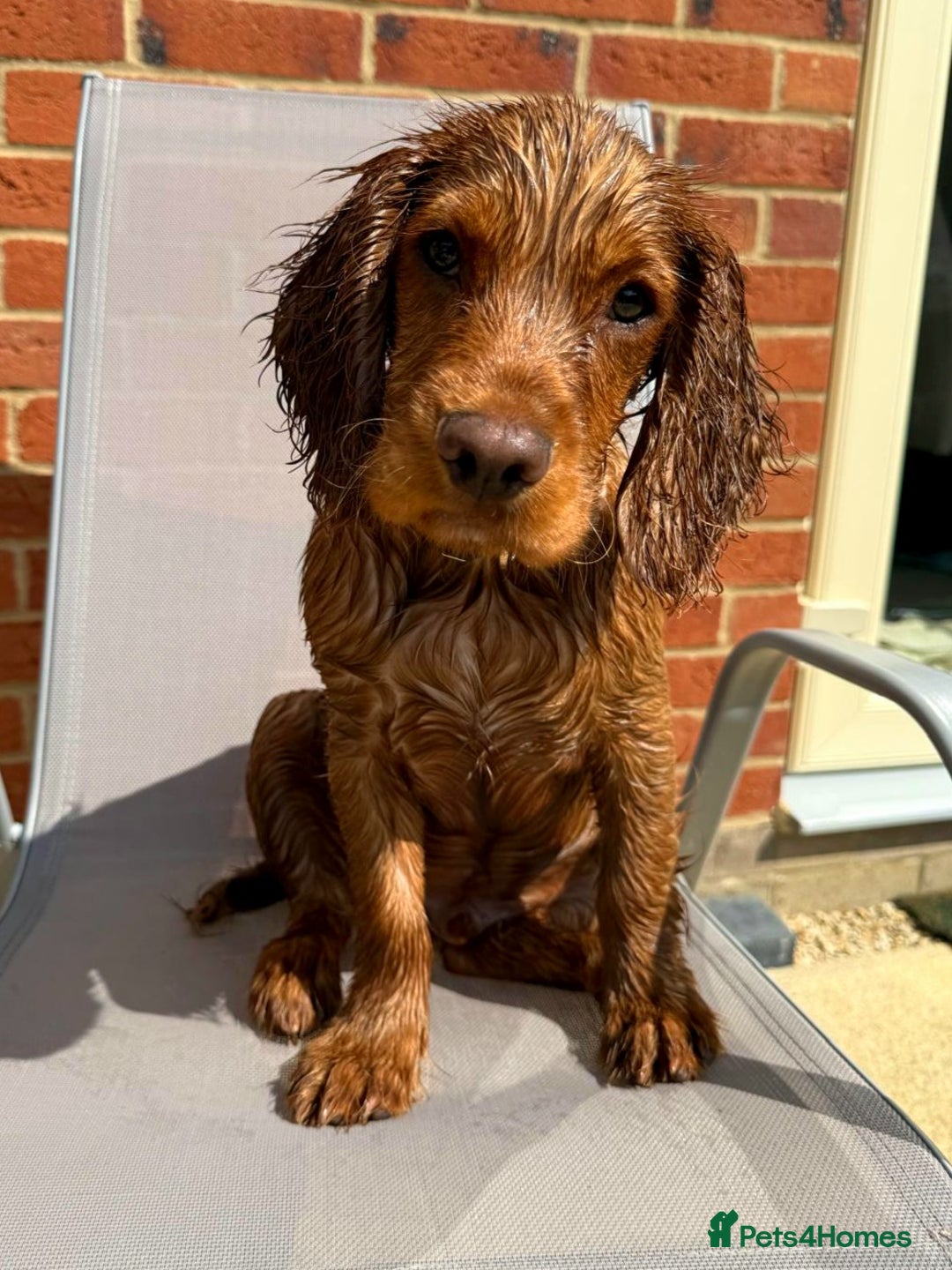 Cocker Spaniel dogs for sale: 11 months old Cocker Spaniel Bentley - Advert 8