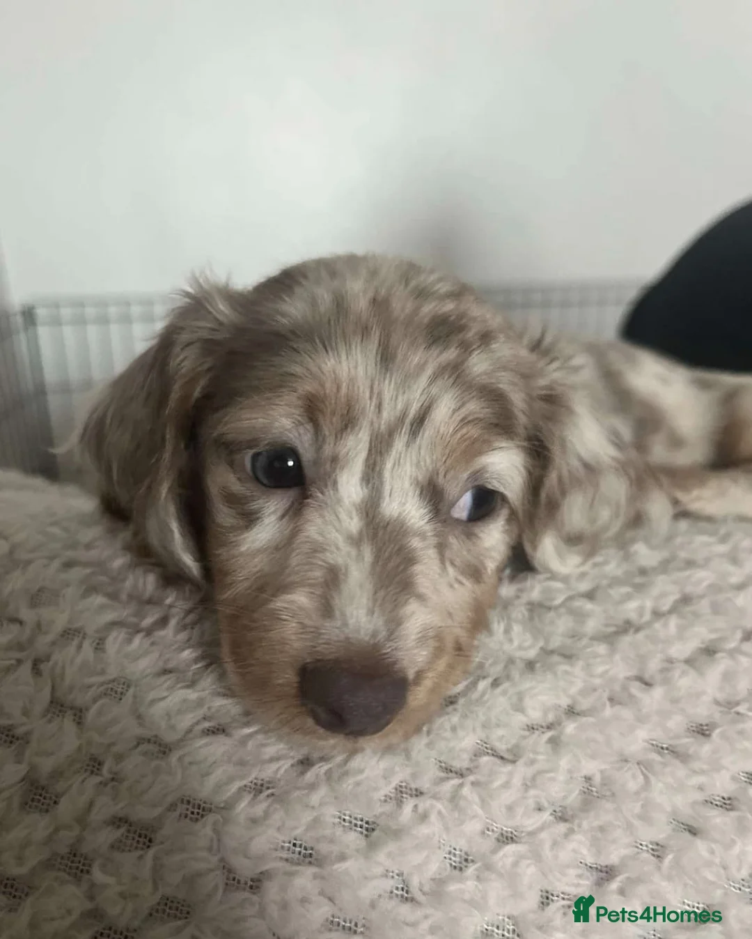 Miniature Dachshund dogs for sale: Isabella Dapple & Piebald Miniature Dachshunds - Advert 2