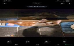 Mixed Breed cats for sale: Cute kittens ready for their new home - Advert 11