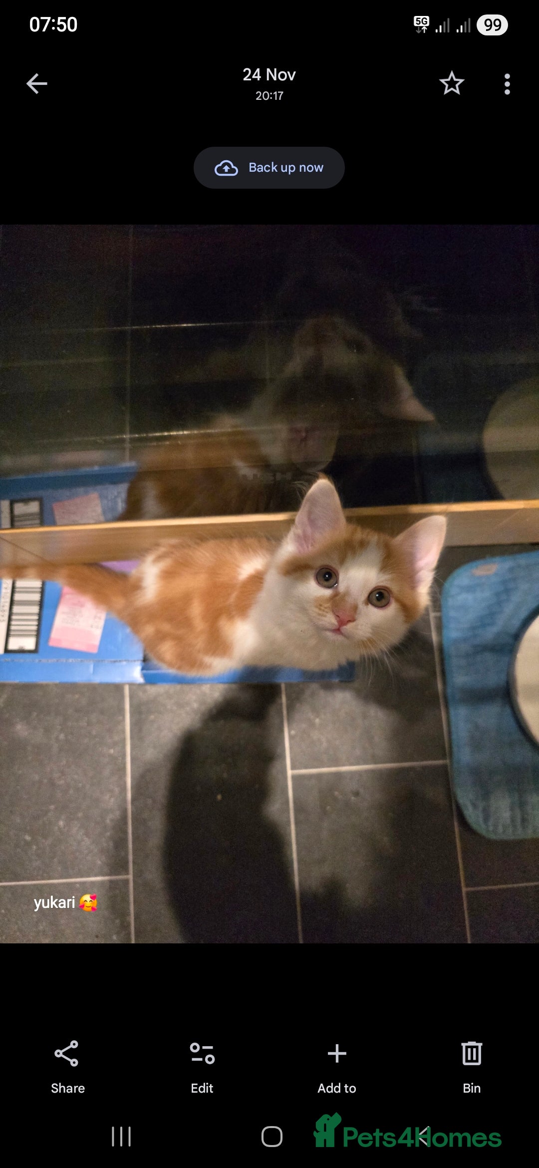 Mixed Breed cats for sale: Cute kittens ready for their new home - Advert 11