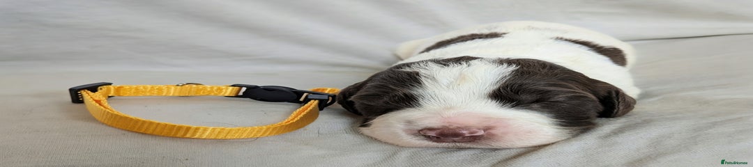 Sprocker Puppy 7