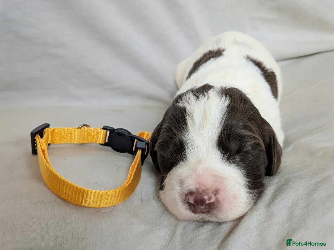 Sprocker dogs for sale: 🐶✨ F2 Sprocker Puppies – Growing Beautifully! ✨🐶 - Image 14