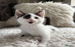 Domestic Shorthair cats for sale: three beautiful male kittens! in Newent - Image 11