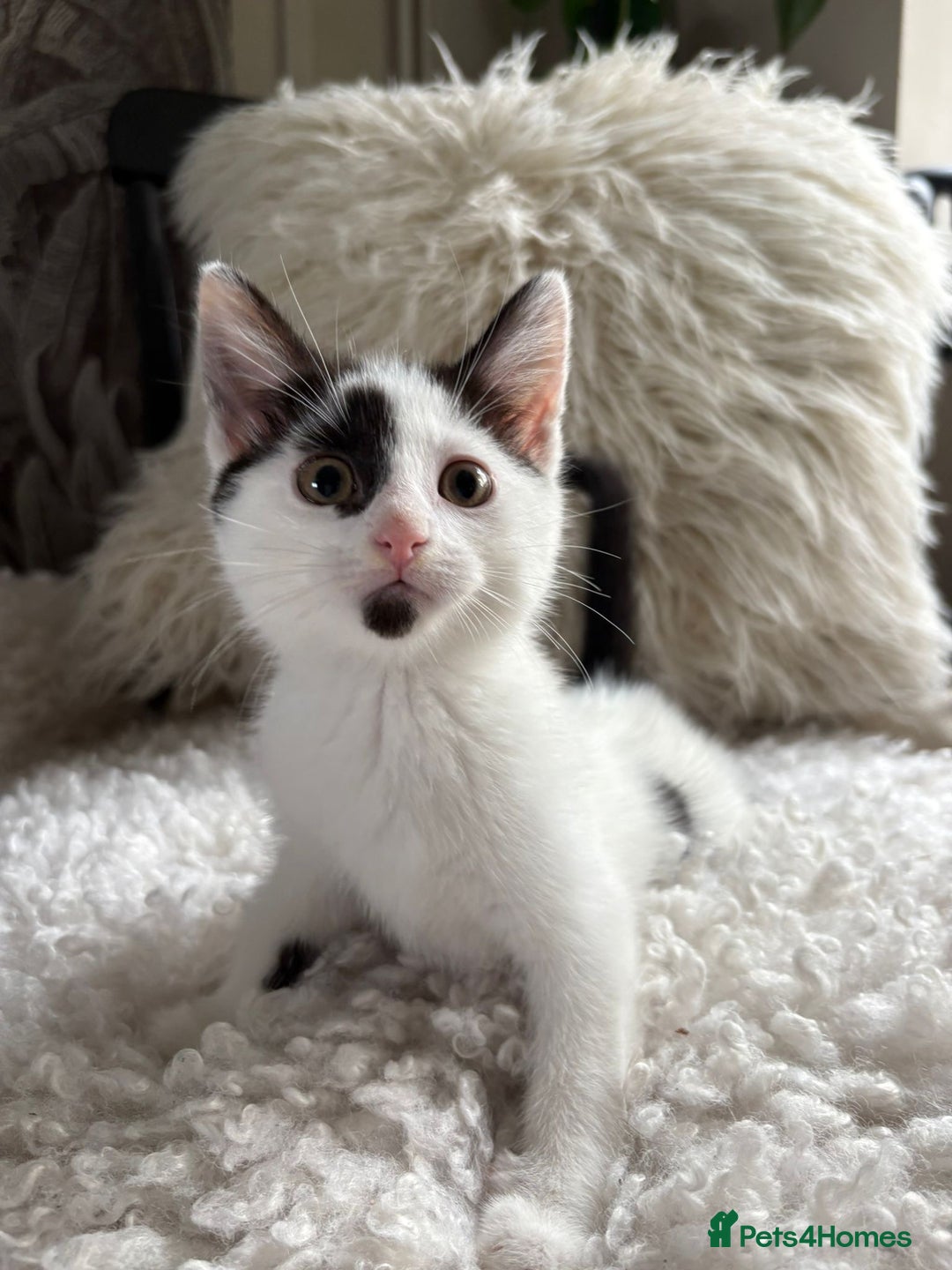 Domestic Shorthair cats for sale: three beautiful male kittens! in Newent - Image 11