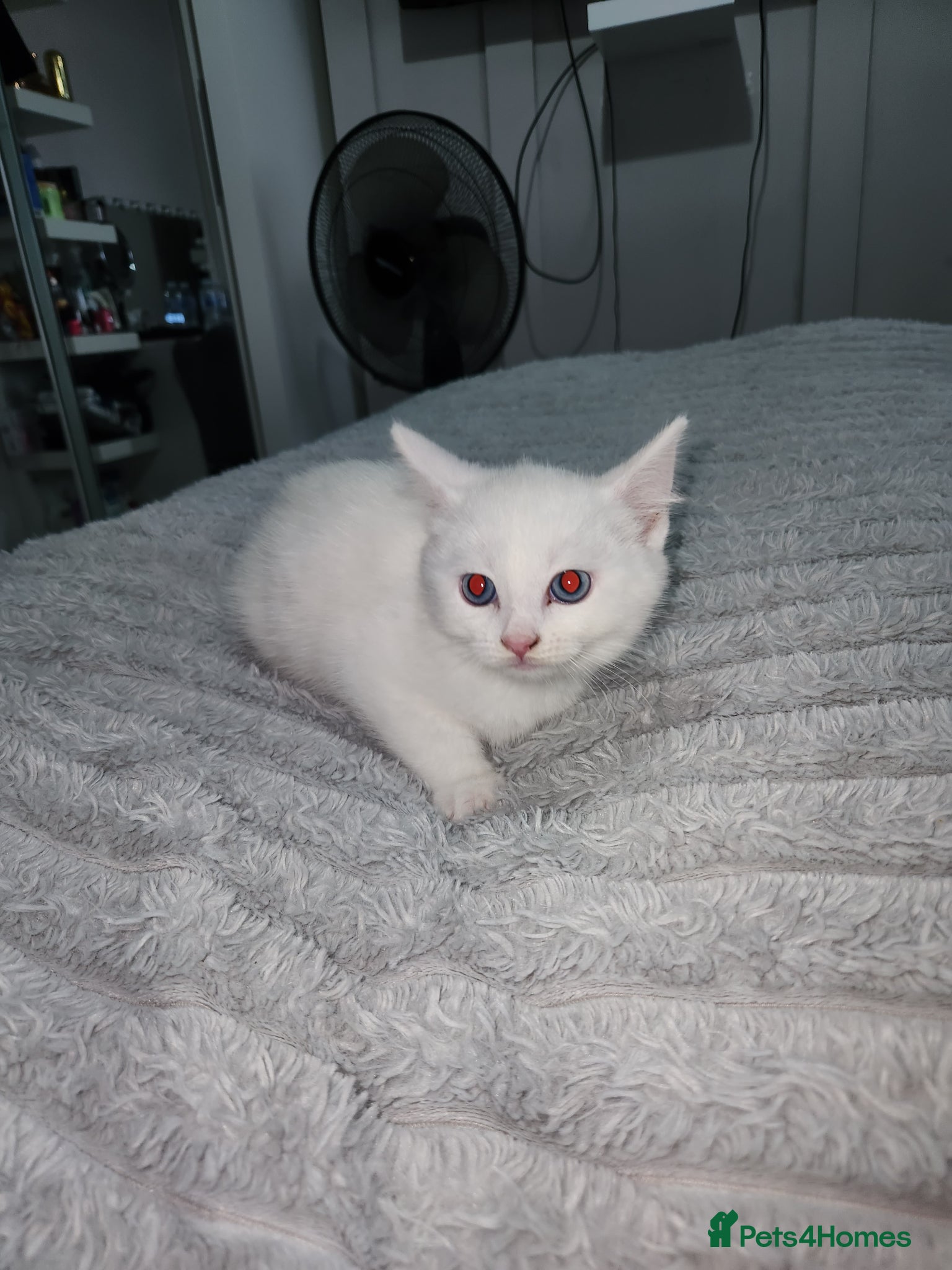 British Shorthair cats Baby kittens 😸  - Advert 1