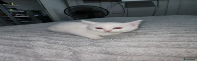 British Shorthair Kitten 3
