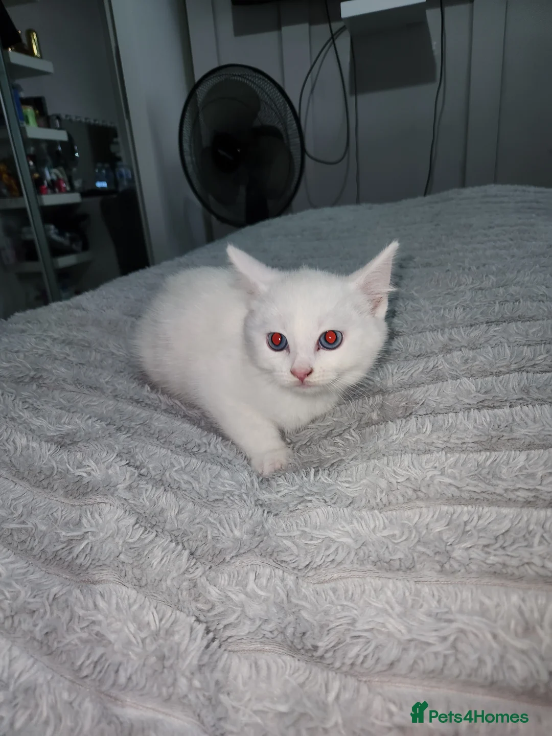 British Shorthair cats for sale: Baby kittens 😸  - Advert 1