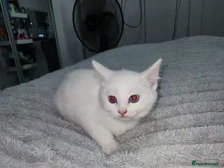 British Shorthair cats Baby kittens 😸 - Advert 16