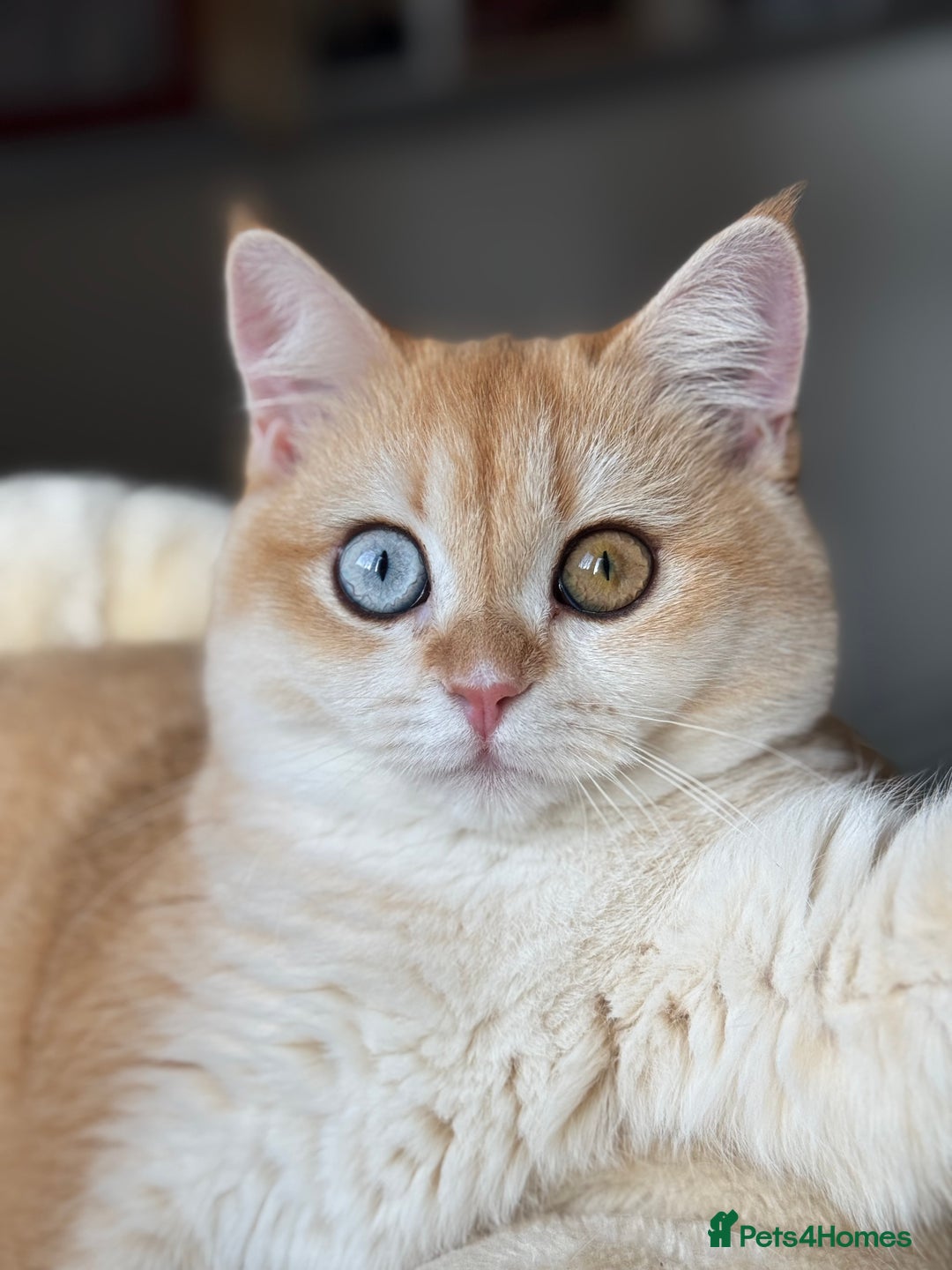 British Shorthair cats for sale: GCCF Active Black Golden Odd Eyes Female Breeding - Advert 3