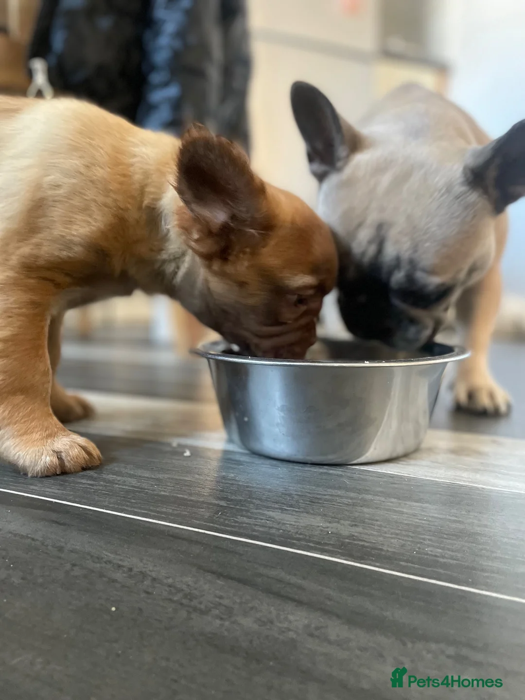 French Bulldog dogs for sale: Beautiful French bulldogs for sale  in Brighouse - Advert 14