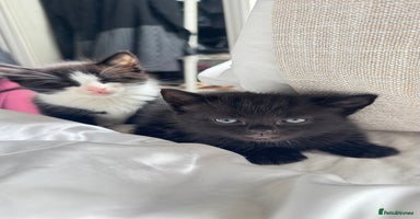 Mixed Breed cats - Advert 15