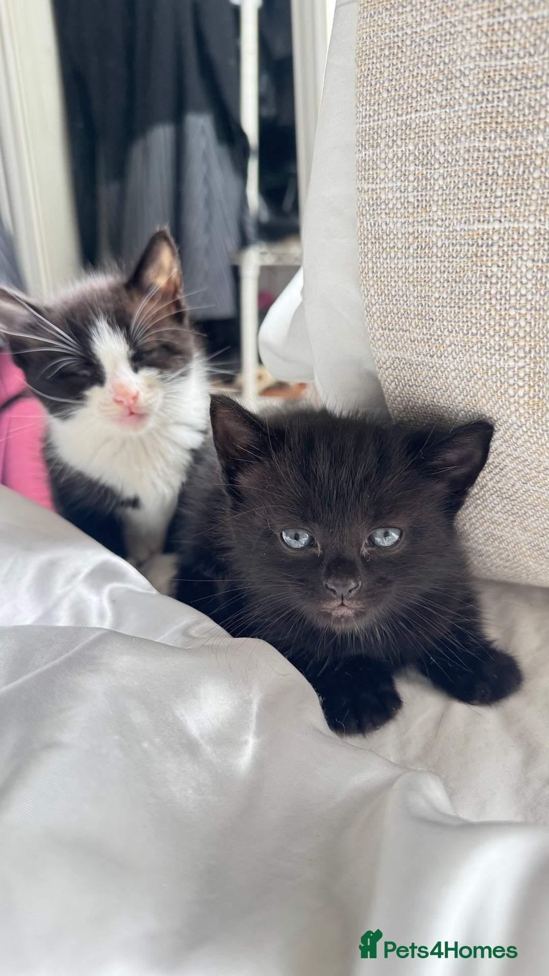 Mixed Breed cats for sale: Adorable 6 week Kittens Looking for Loving Homes! - Image 2