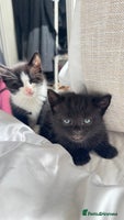 Mixed Breed cats - Advert 12