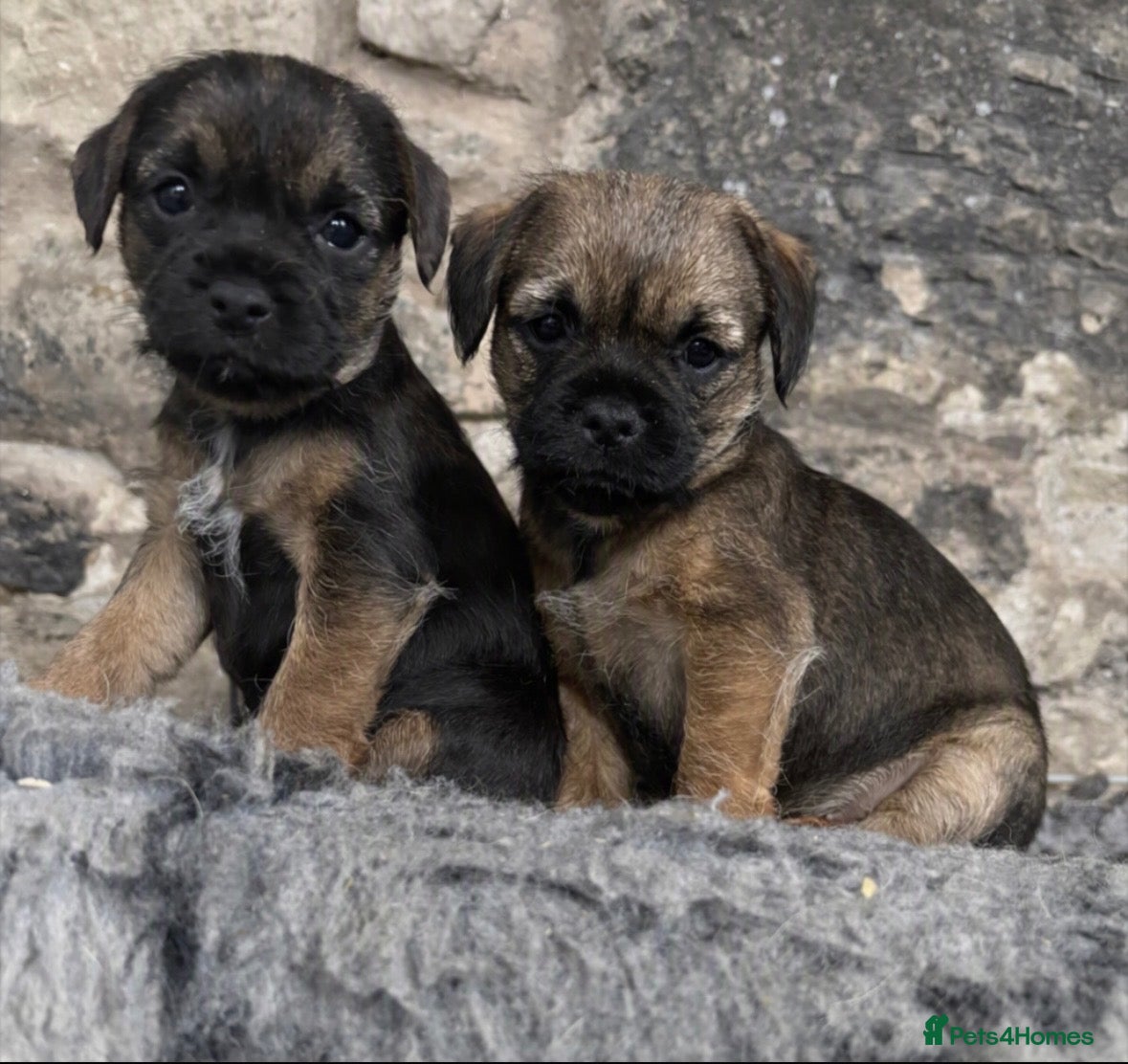 Border Terrier dogs Border terriers - Advert 1