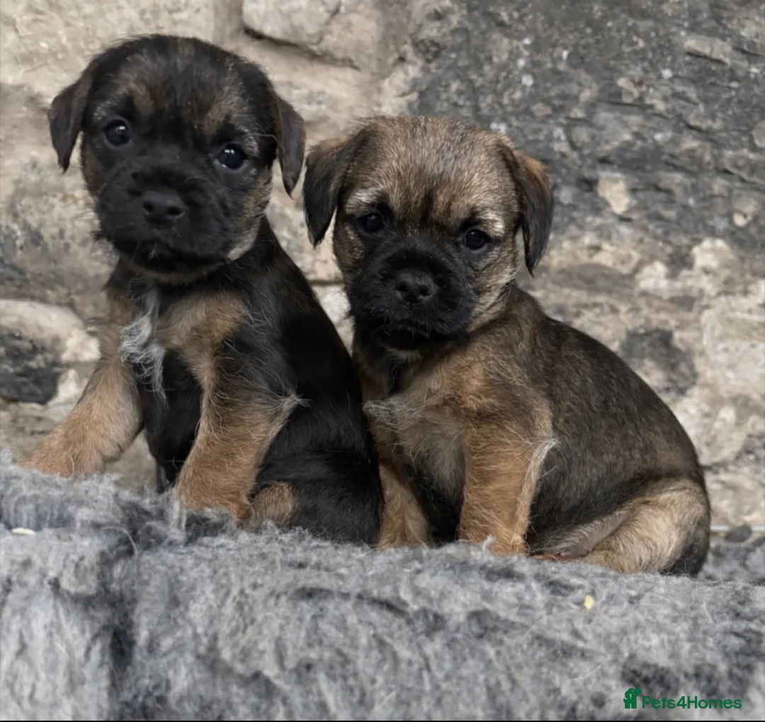 Border Terrier dogs for sale: Border terriers - Advert 1