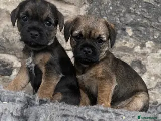 Border Terrier dogs Border terriers - Advert 1