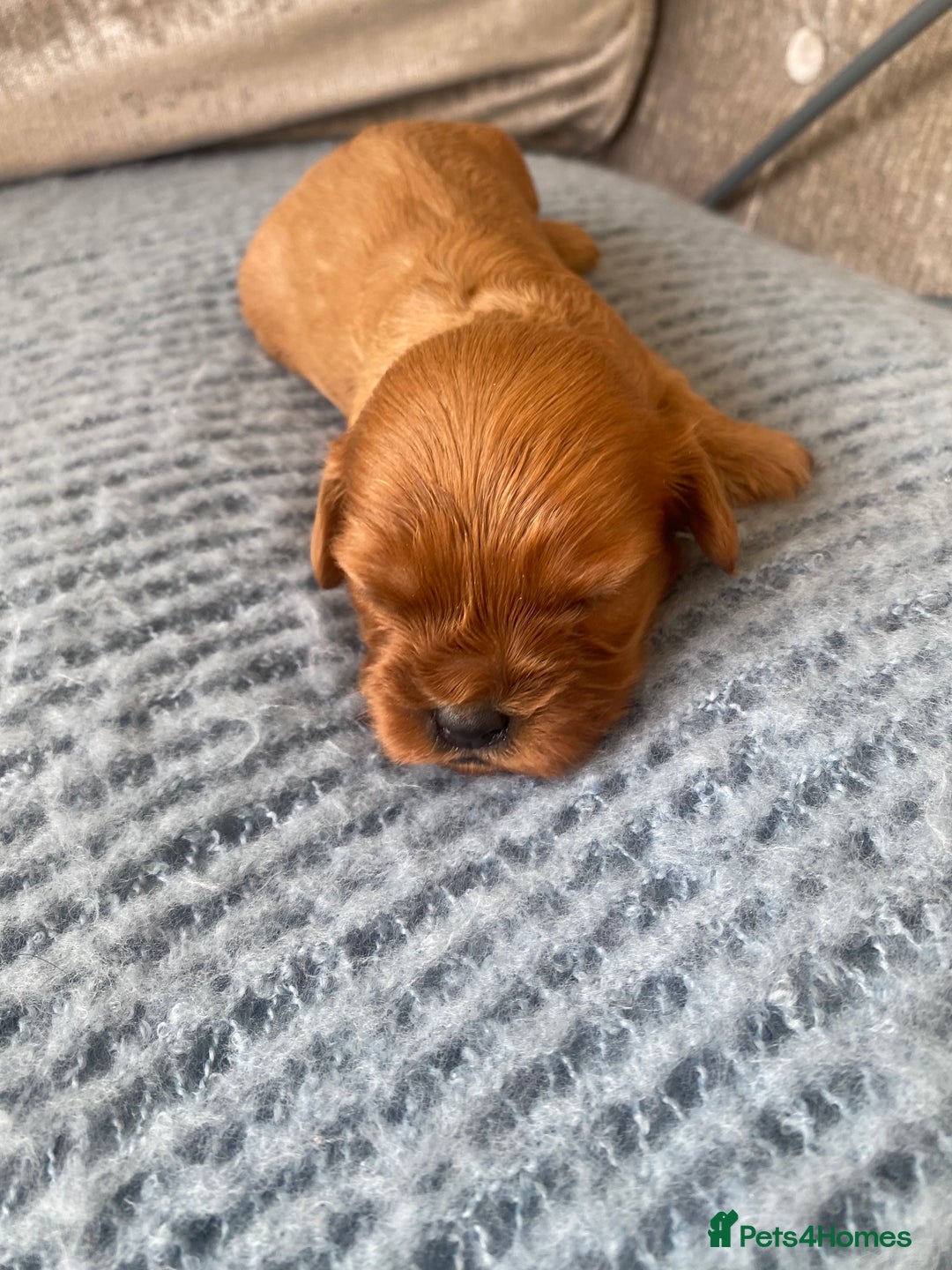Cavapoo dogs for sale: Beautiful Tiny Cavapoos  - Image 24