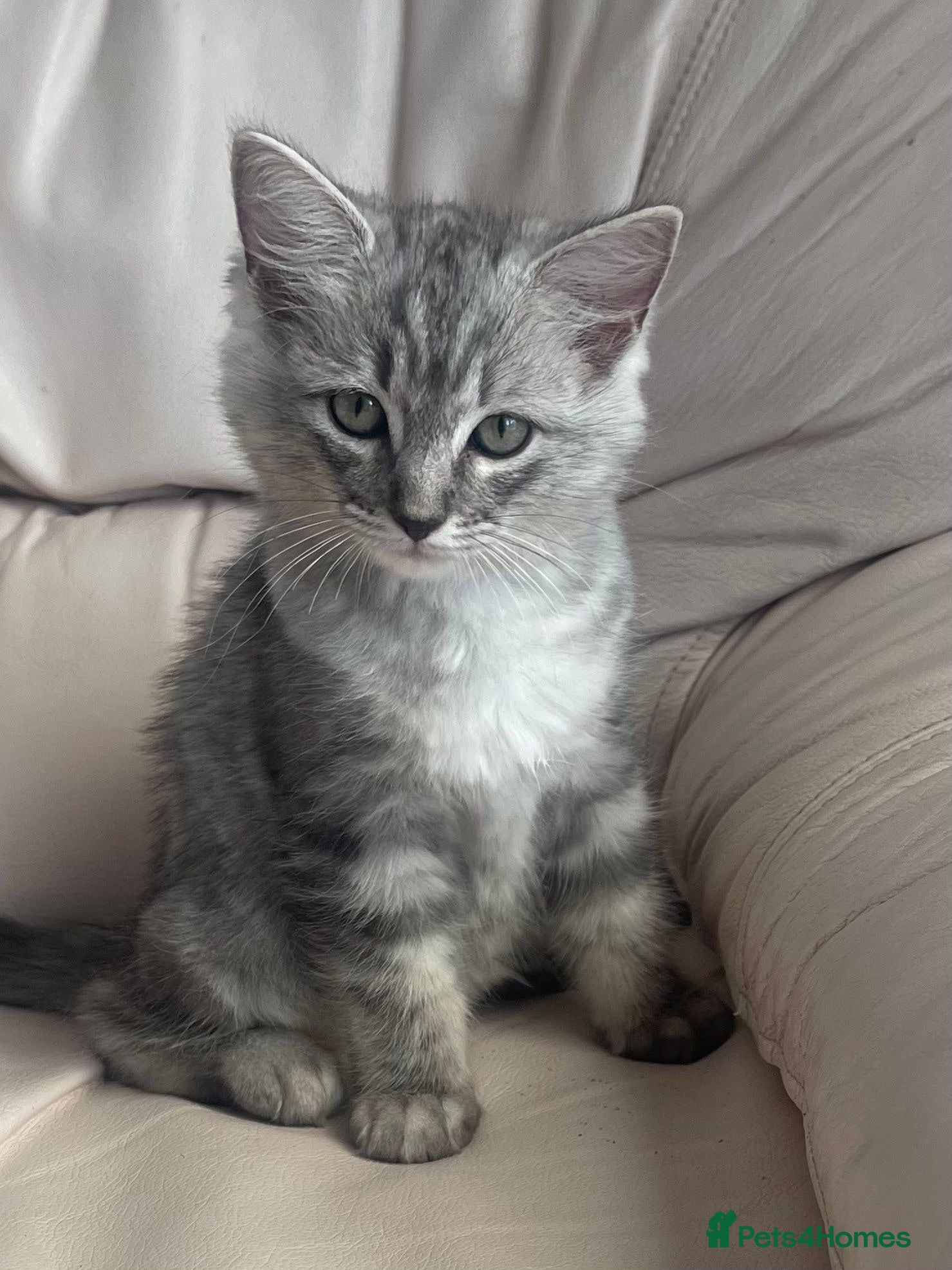 Mixed Breed cats Ragdoll cross Bsh kittens ready now  - Advert 2