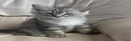Mixed Breed cats for sale: Ragdoll cross Bsh kittens ready now  - Advert 2