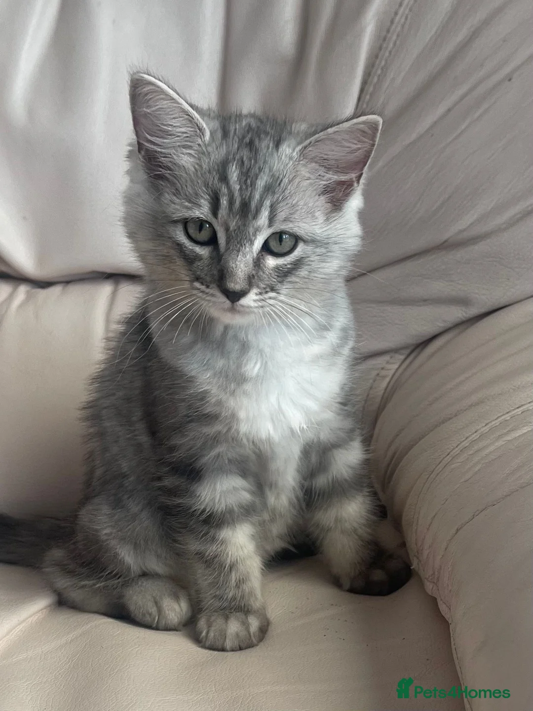 Mixed Breed cats for sale: Ragdoll cross Bsh kittens ready now  - Advert 2