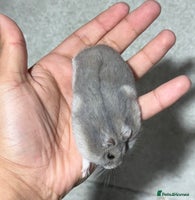 Hamster rodents - Advert 14