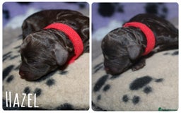 Cockapoo dogs for sale: Waiting list health tested American cockerpoos - Image 8