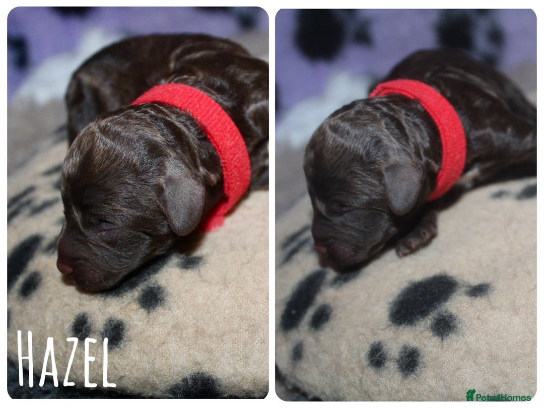 Cockapoo dogs for sale: Waiting list health tested American cockerpoos - Image 8