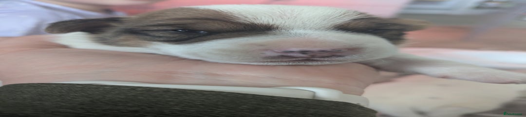 Jack Russell Puppy 1