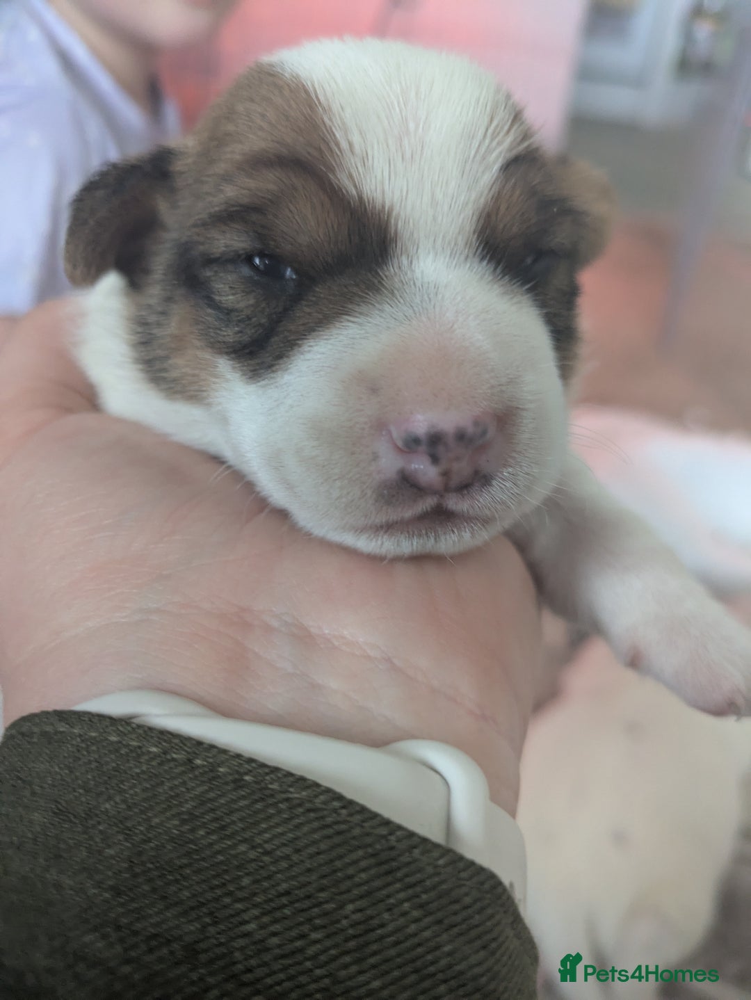 Jack Russell dogs for sale: 3 Jack Russell puppies - Image 9