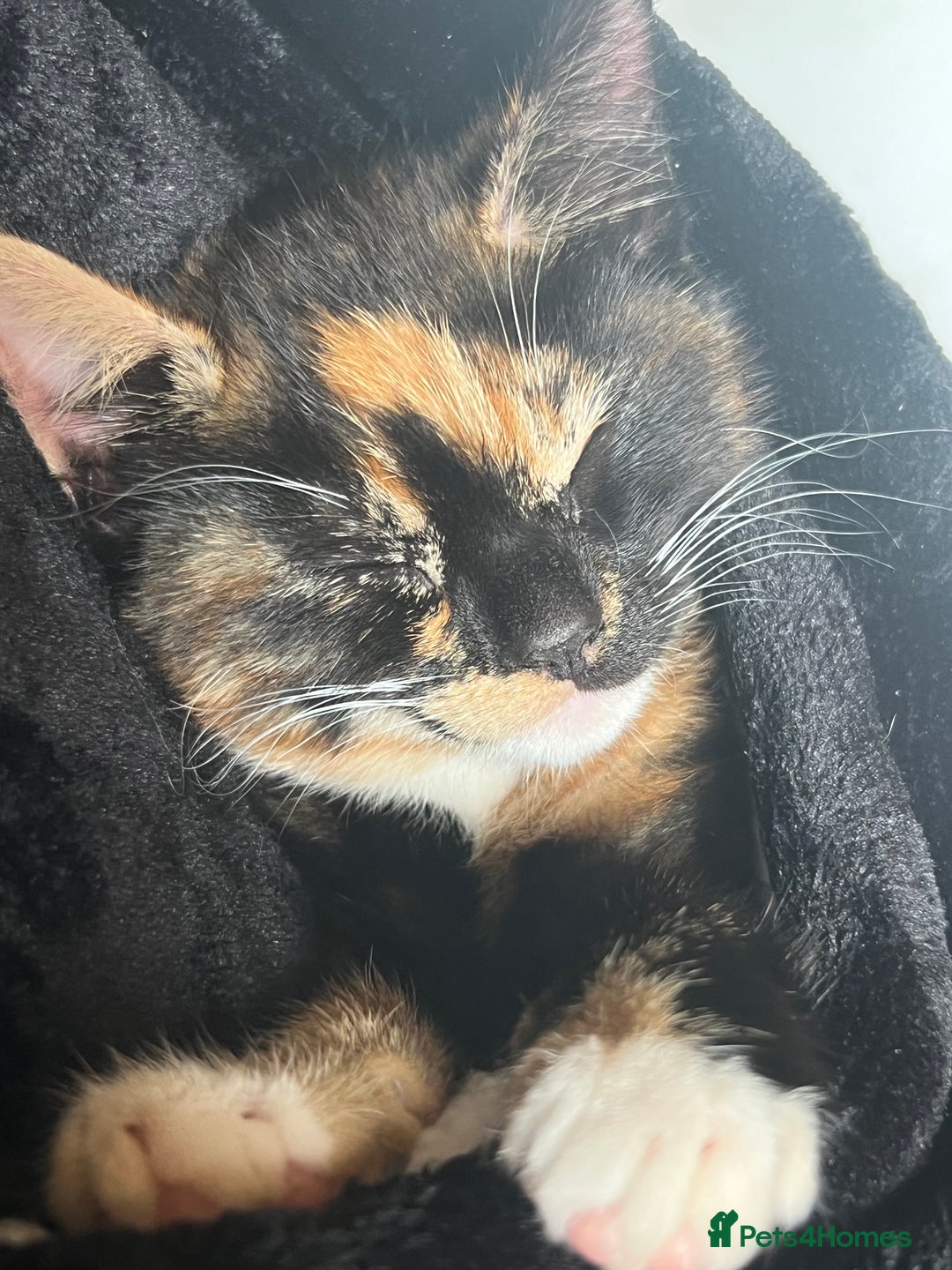 Mixed Breed cats for sale: Mixed female  - Image 1