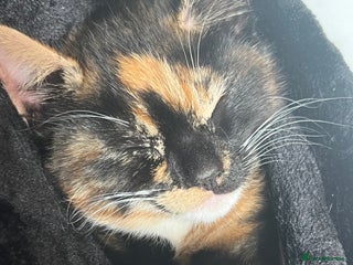 Mixed Breed cats - Advert 21