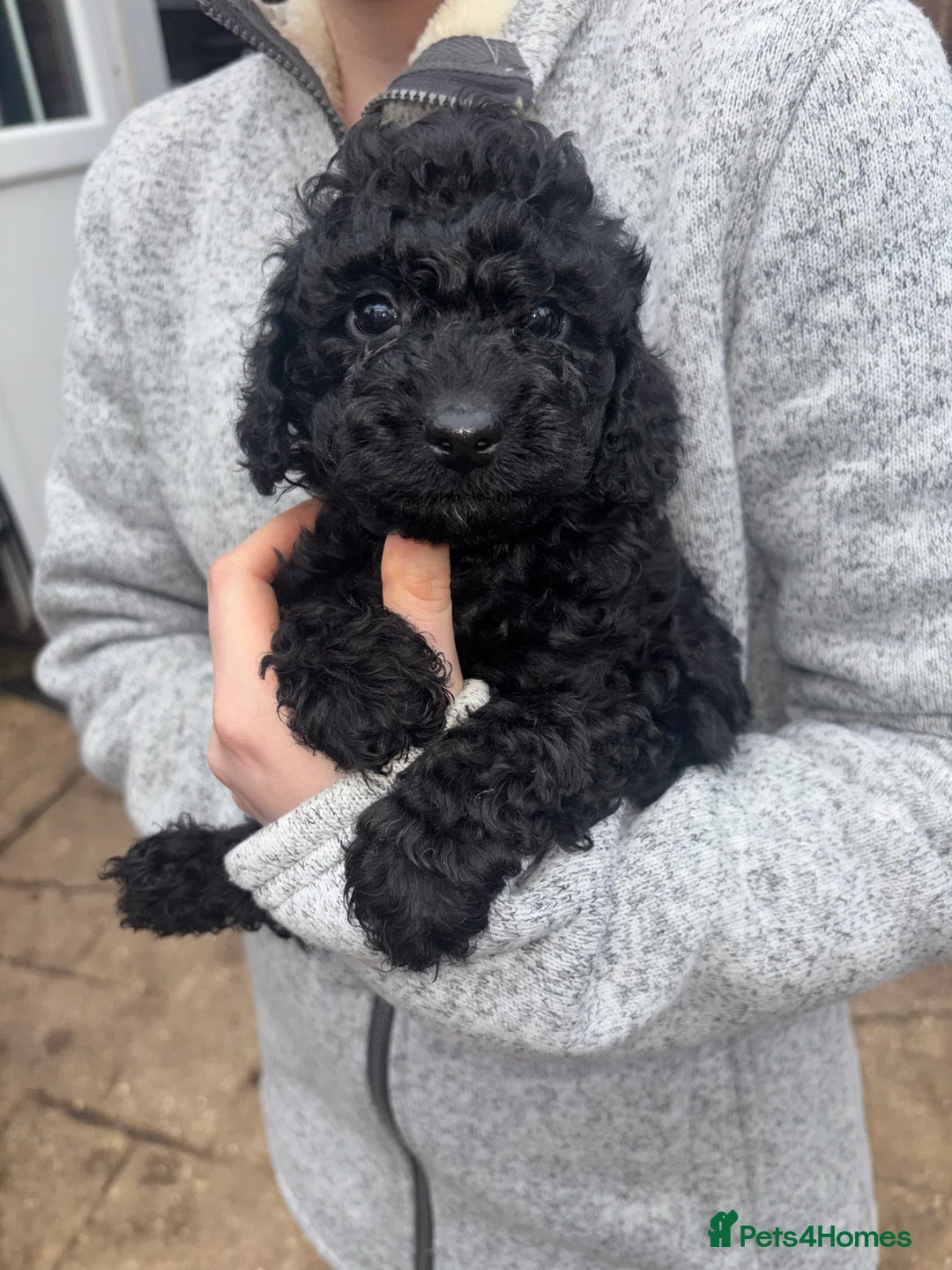 Cockapoo dogs for sale: F1B Mini Cockapoos - Advert 19