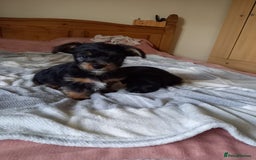 Mixed Breed dogs for sale: 💞 Beautiful Yorkie Russel Puppies 💞 - Image 18