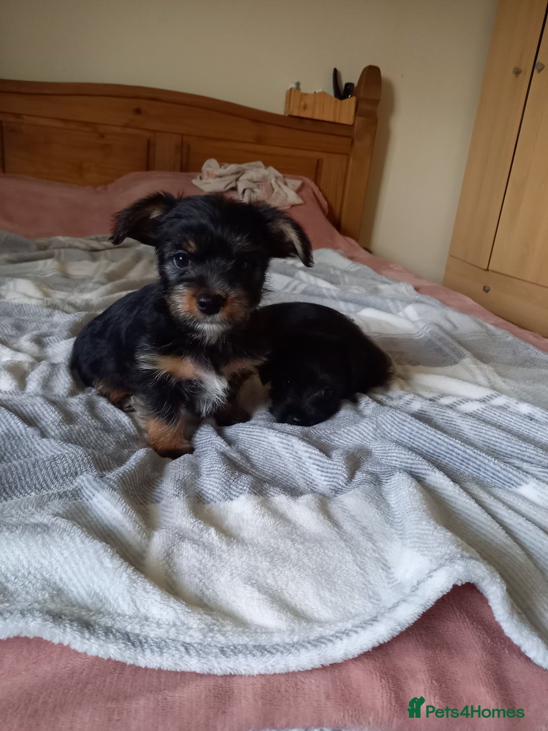 Mixed Breed dogs for sale: 💞 Beautiful Yorkie Russel Puppies 💞 - Image 18