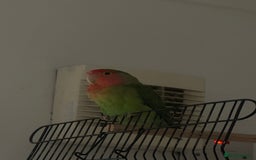 Lovebirds birds for sale: Blue and green female lovebird - Image 3