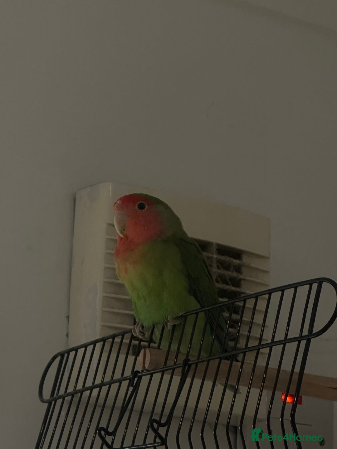 Lovebirds birds for sale: Blue and green female lovebird - Image 3