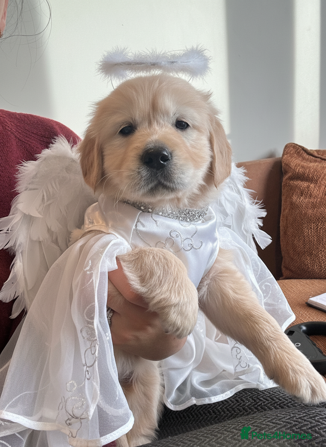Golden Retriever dogs for sale: Stunning KC Golden Retriever Girl.  - Advert 1