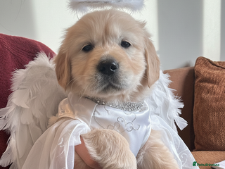 Golden Retriever dogs Stunning KC Golden Retriever Girl. - Advert 1