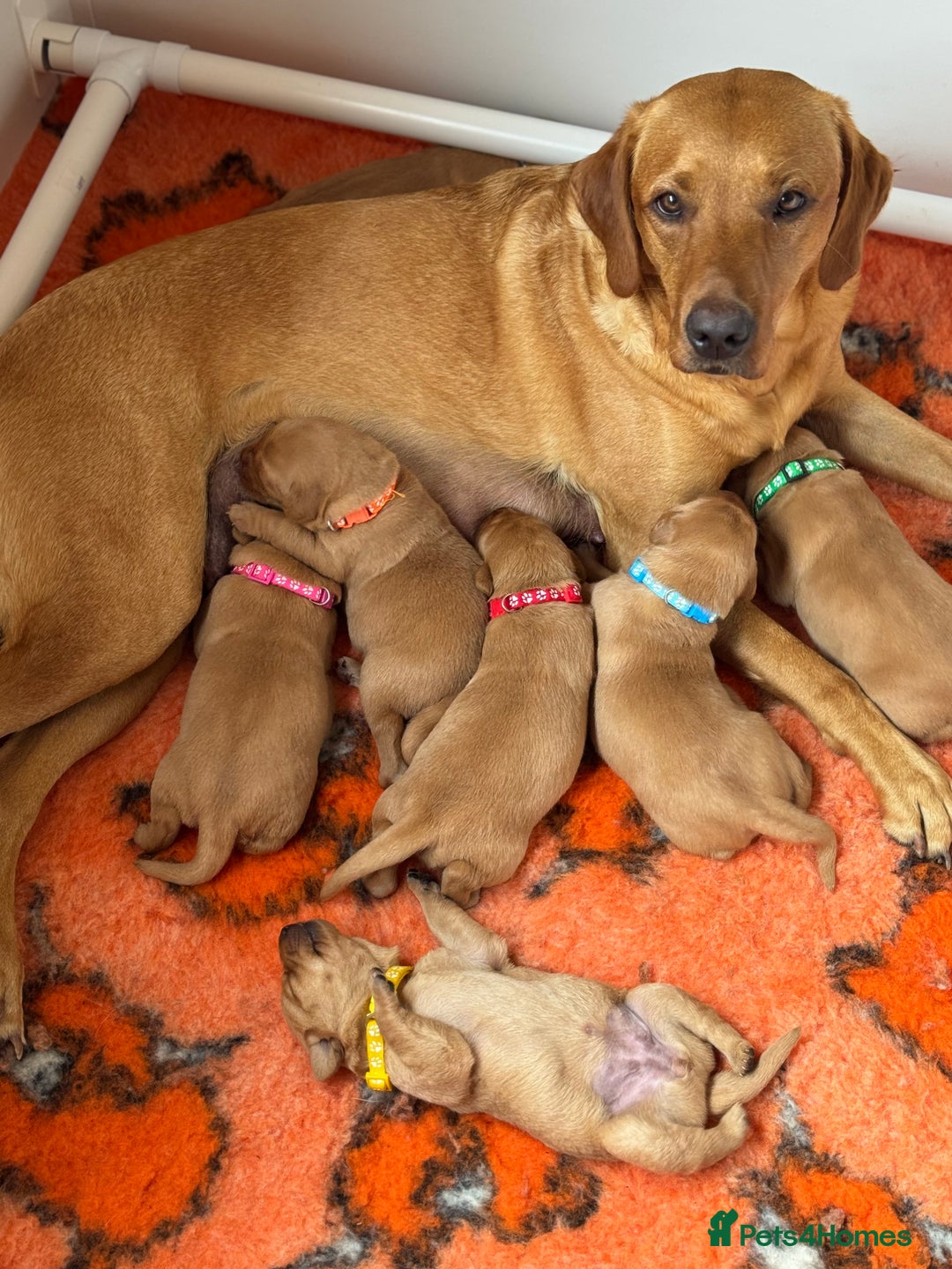 Labrador Retriever dogs for sale: FOX RED MALE PUP AVAILABLE  - Image 1