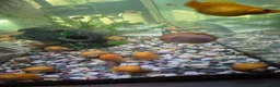 Snails fish for sale: Apple snails - Advert 3