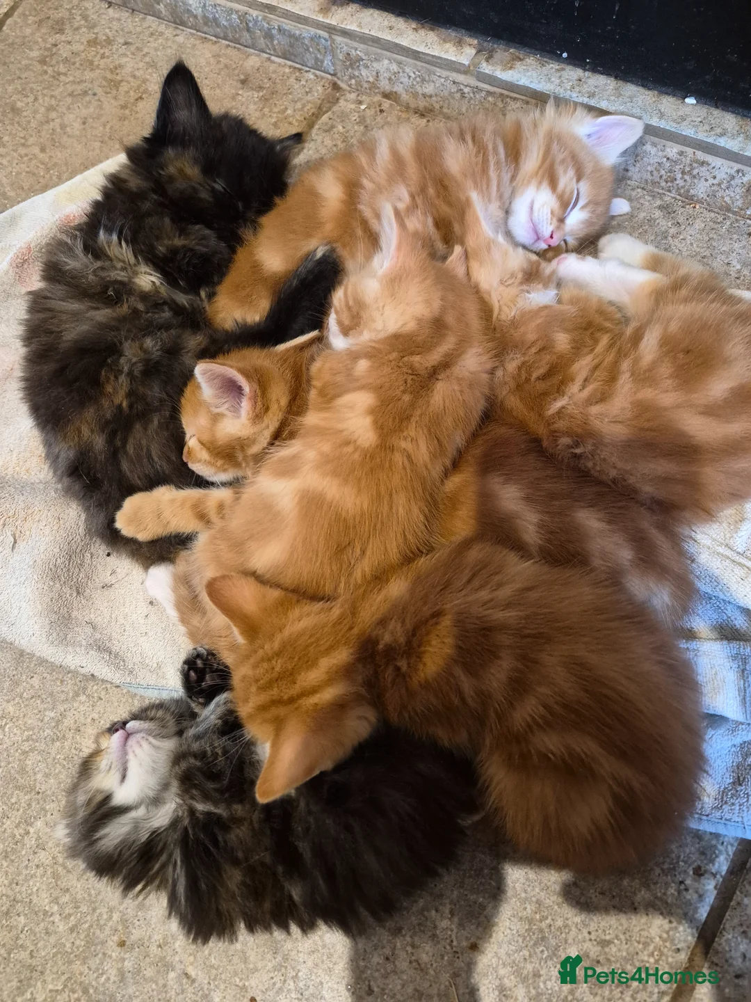 Mixed Breed cats for sale: Stunning ginger kittens - Advert 5
