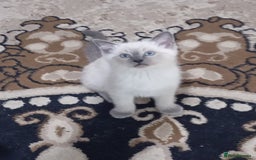 Ragdoll cats for sale: Warwick house central avenue M192ff - Image 4